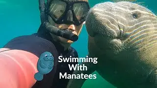 Best Spring in Florida- Swimming with Manatees