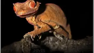 Satanic Leaf-tailed Gecko licking its eye in the wilds of Madagascar: HD video