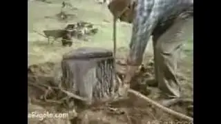 Бага