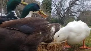 The Flock Eating Peas with Our New Call Ducks, Scott and Linda