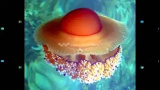 КРАСОТА  ГЛУБОКОЙ  ВОДЫ
