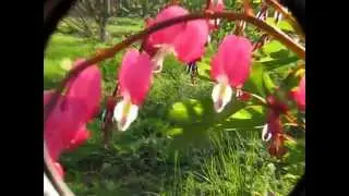 Дицентра великолепная, Dicentra spectabilis