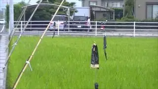 Scarecrows in Rice Fields - Japan