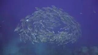 Diving Thailand Sail Rock 28 June 2023 Underwater video
