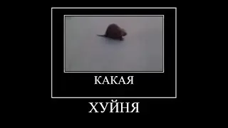 Саня,это бобёр демотиватор