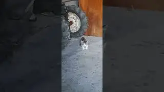 Наши котята подросли ,какие они хорошенькие