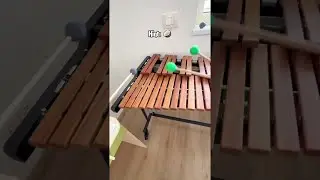 Guess the song before the video ends!🥥🌴 #music #funny #song