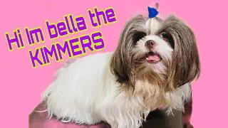 SHIHTZU BE LIKE AFTER BATH