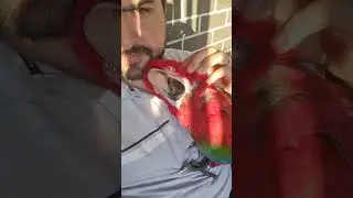 mr cuddles - greenwing macaw