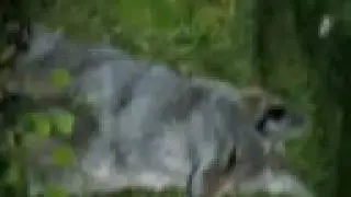 Super cub Harder Times Coyote encounter