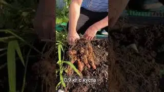 Наш урожай картофеля сорта Козий Рог
