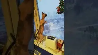 Моя кошка ловии снежинки