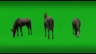 3D racing black horse on green screen standing on ground with 3 different views buy in telegram bio