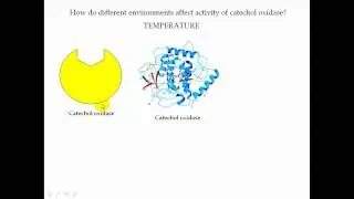 Enzyme Part 1