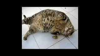 Смешные толстые коты