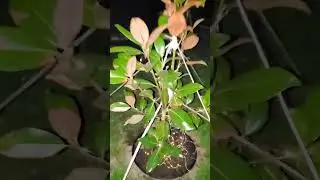 Как смотрится гирлянда с совой