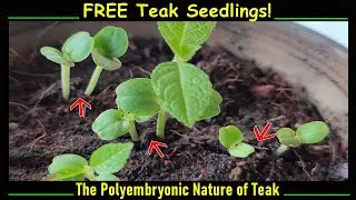 The Polyembryonic Nature of Teak Seeds (Sagwan Trees)