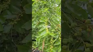 jujube