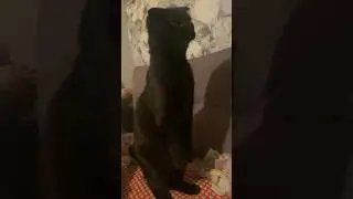 Луч Опоссум или Барсук 🤣Что он там увидел 👁️