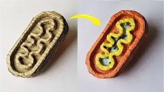 Cardboard Mitochondria Model | DIY Project