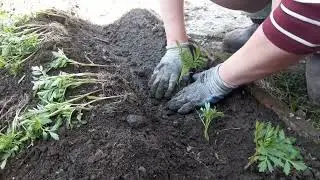 (18+)Цветы от подписчика ,гаспаже