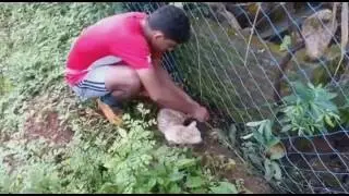 Saving Cat's Life in Kerala