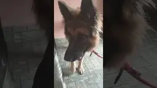 Z+ plus security in my home 🏠 so pz don't come 😂 #brave #germanshepered #dog #labrador #doglover