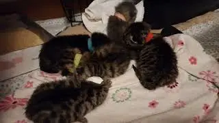 Muppets after breakfast