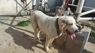 сагбозори калхози расия