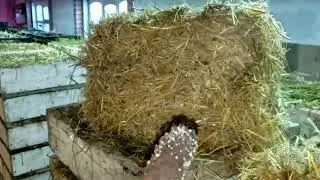 Разведение червей для рыбалки как дополнительный заработок. Кормление.
