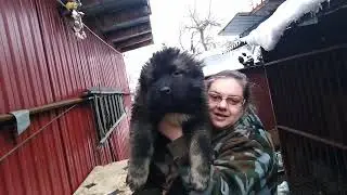 Валькирия