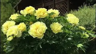 Пион BARTZELLA. Презентация. Предложение от фирмы PlantMarket