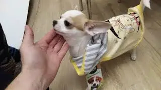 Примеряем чихуашке Тоське одежду.