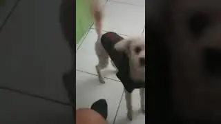 o desispero para fazer xixi