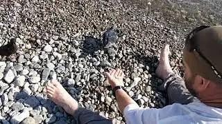 Пернатая Братва