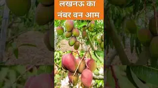 Top Mango Veraiety In India || Home Garden | #shorts