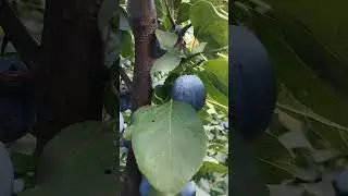 В чём приемущество компактных формировок.