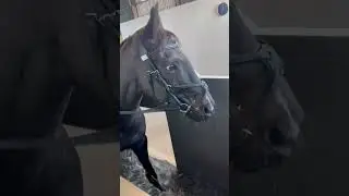 Winter conditioning #horses #equestrian #megamojo #shorts #horses #lifeafterracing