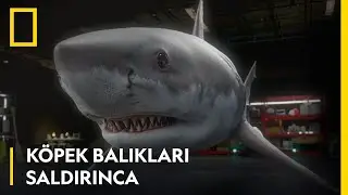 WILD | Köpekbalığı Festivali - Köpekbalıkları Saldırınca | 2 Temmuz Pazar 20.00
