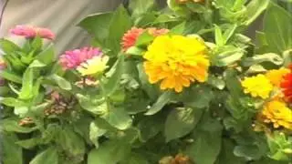 Butterfly Gardening - Plants That Are Butterfly Magnets