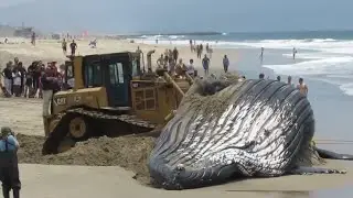 WHALE RESCUE. Dolphin rescue on the beach. How people rescued a whale stranded on the beach.