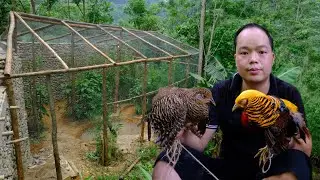 Building The Aviary to Raising exotic birds: PHOENIX BIRDS, PHEASANT, WILD CHICKEN