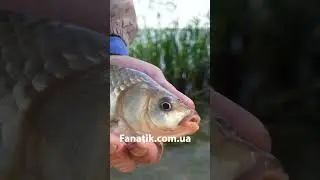 Рибалка на Фідер