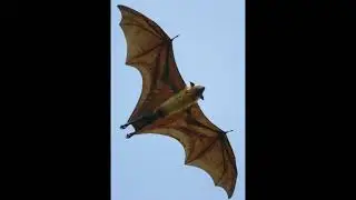 Kobra Project - Golden Bat