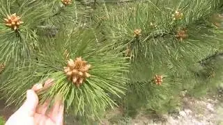Влог: идем гулять в лес......