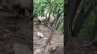 Яки , казанский зооботсад ( старая часть)