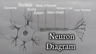 How to draw Neuron Diagram | Easy Neuron Diagram step by step | Neuron Structure & Function