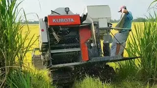 MÁY CẮT LÚA KUBOTA DC 105x CHẠY ĐẤT KHÔ QUÁ NHANH máy gặt đập Liên Hợp dc