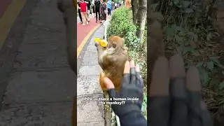 Monkeys Prove Evolution Has a Sense of Humor 🐒💀