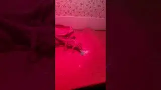 my new bearded dragon. vote in my pole to help name him or her! (we dont know the gender)